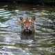 La imagen muestra un tigre malayo en el Zoológico Nacional de Kuala Lumpur el 23 de mayo de 2010